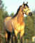 horsesale.jpg (26392 bytes)